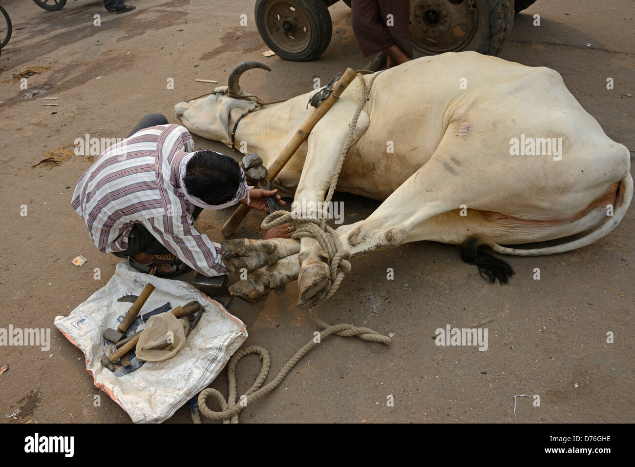 Un guerriero lega una corda attorno agli zoccoli di un buoi per lo shodding (come fare delle scarpe a cavallo) in una strada laterale della vecchia Delhi in India. Foto Stock
