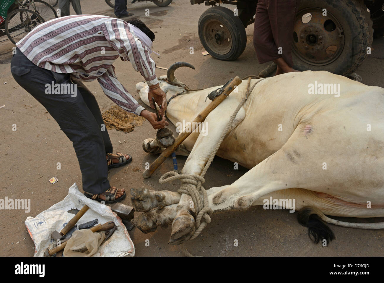 Un guerriero lega una corda attorno agli zoccoli di un buoi per lo shodding (come fare delle scarpe a cavallo) in una strada laterale della vecchia Delhi in India. Foto Stock