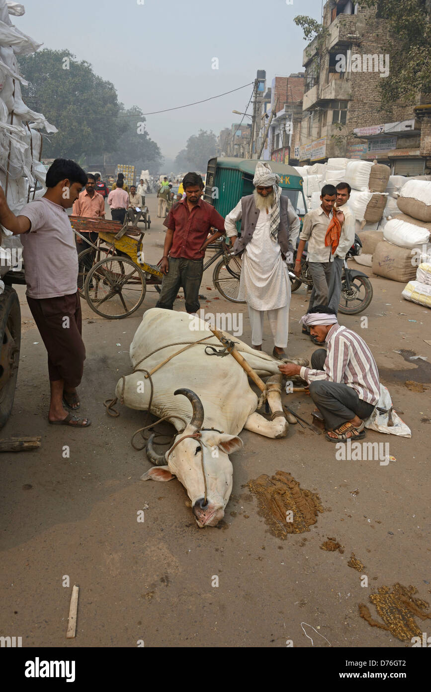Un fabbro di mettere un nuovo set di scarpe su la vacca di zoccoli in una strada della Vecchia Delhi, India. Foto Stock