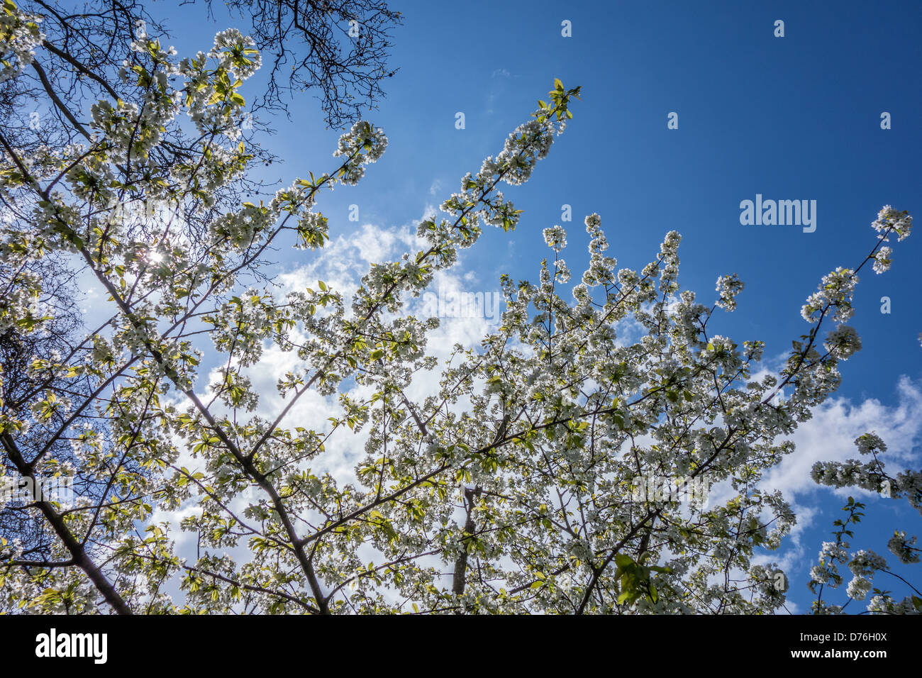 Blossom tree e cielo blu Foto Stock