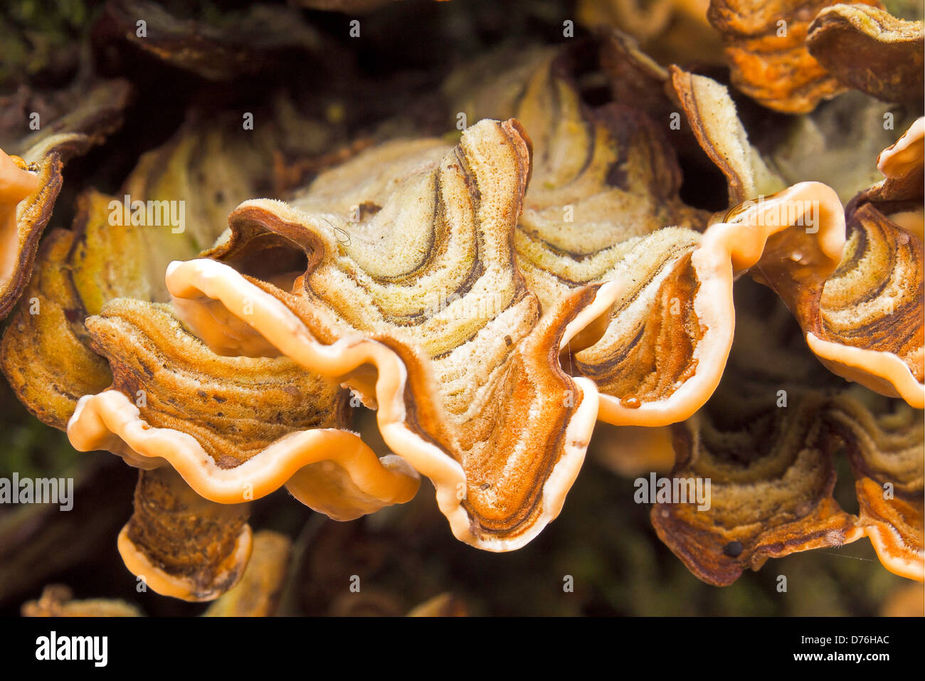 Daedaleopsis confragos, staffa funghi che crescono sugli alberi a Rydal hall, Cumbria Foto Stock