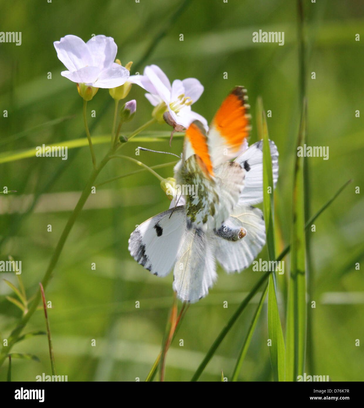 Macro dettagliata di un maschio punta arancione (Anthocharis cardamines) farfalla cercando di accoppiarsi con una femmina Foto Stock