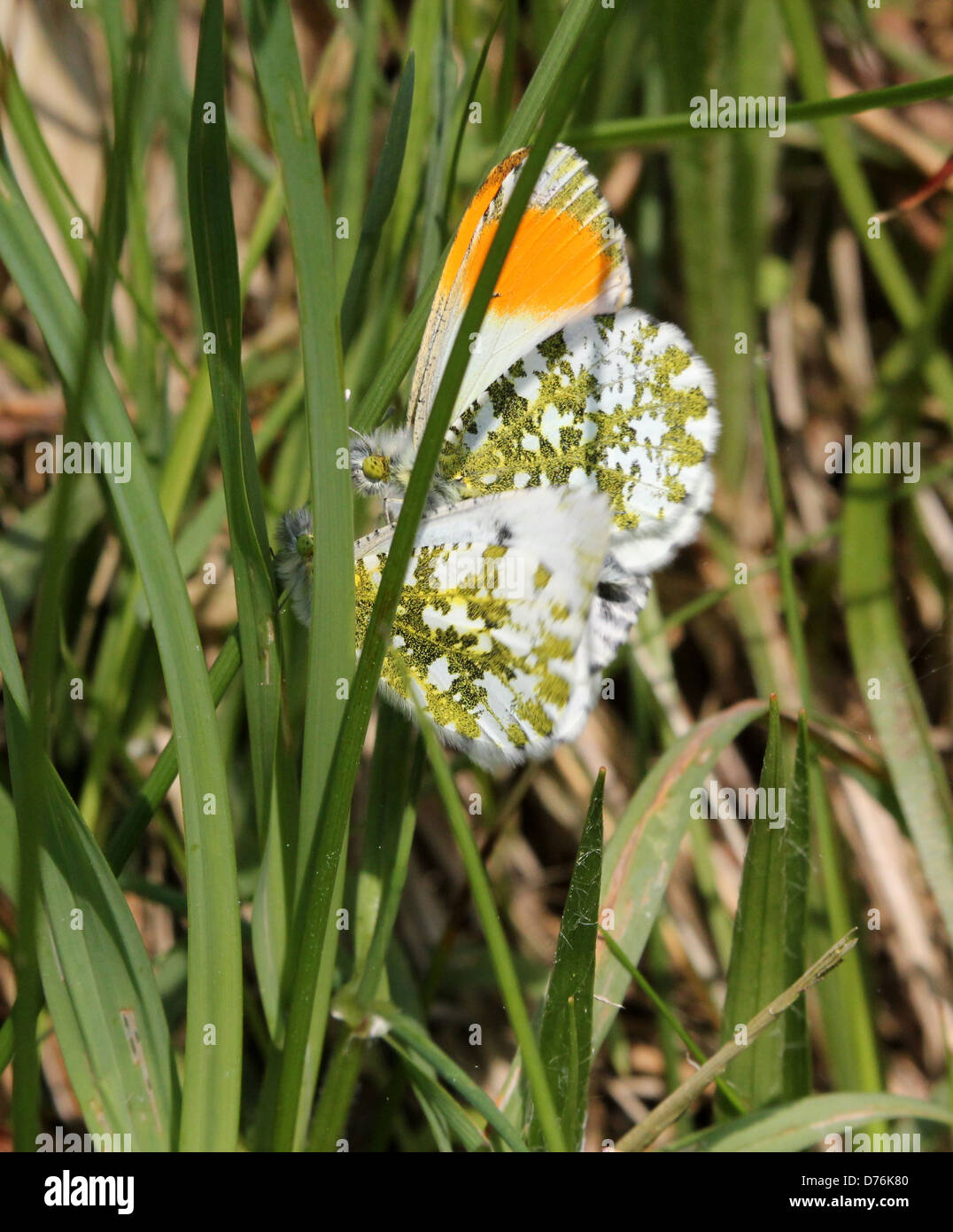 Macro dettagliata di un maschio punta arancione (Anthocharis cardamines) farfalla cercando di accoppiarsi con una femmina Foto Stock