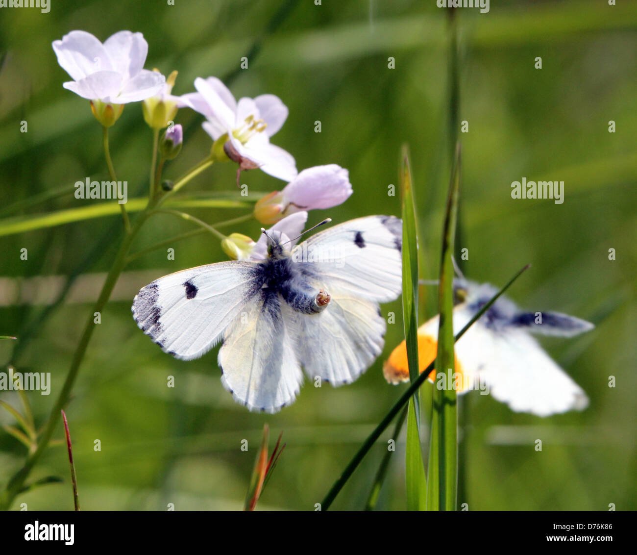 Maschio punta arancione (Anthocharis cardamines) farfalla cercando di accoppiarsi con una femmina Foto Stock
