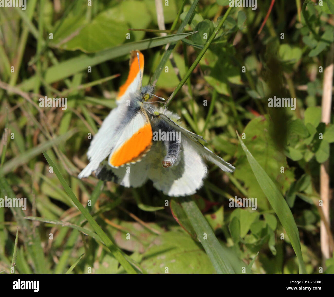 Macro dettagliata di un maschio punta arancione (Anthocharis cardamines) farfalla cercando di accoppiarsi con una femmina Foto Stock