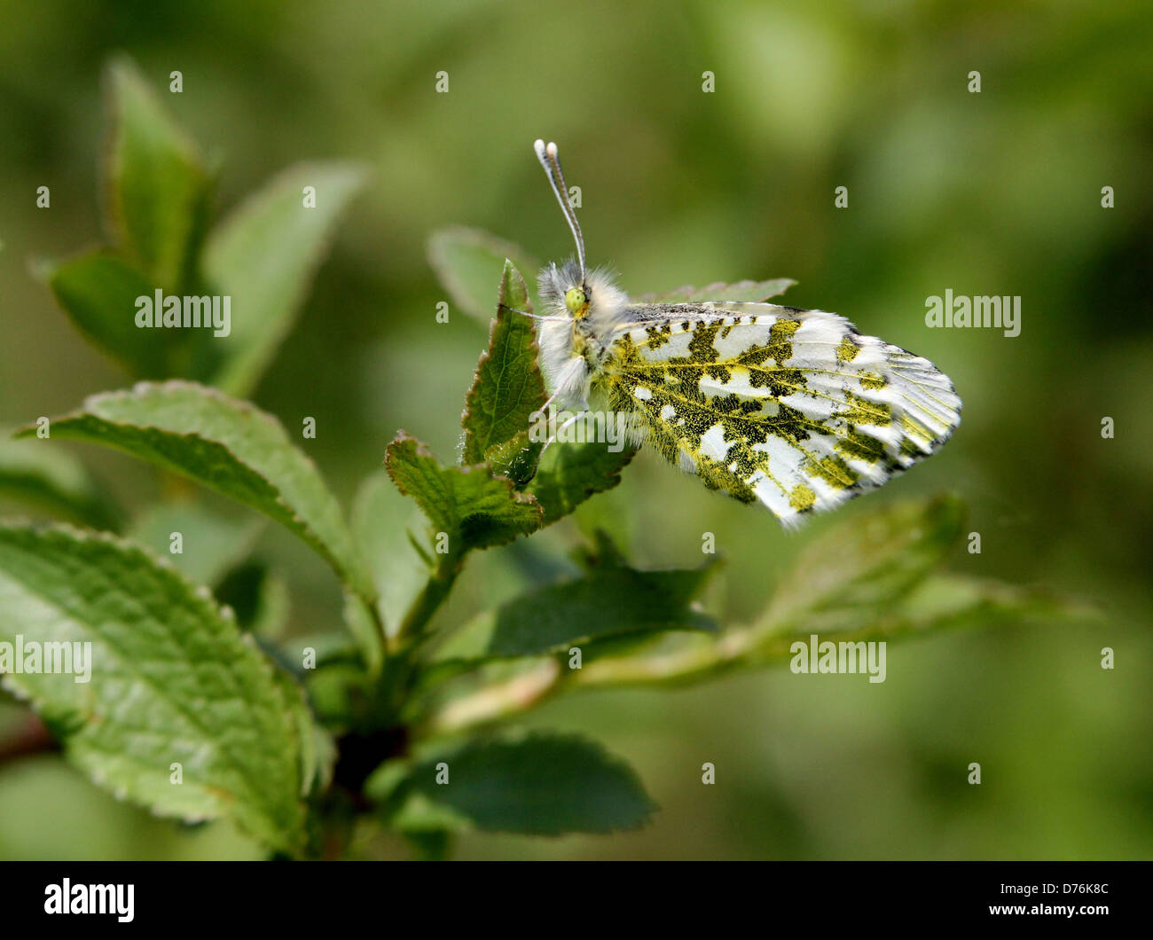 Macro dettagliata di un maschio punta arancione (Anthocharis cardamines) farfalla Foto Stock