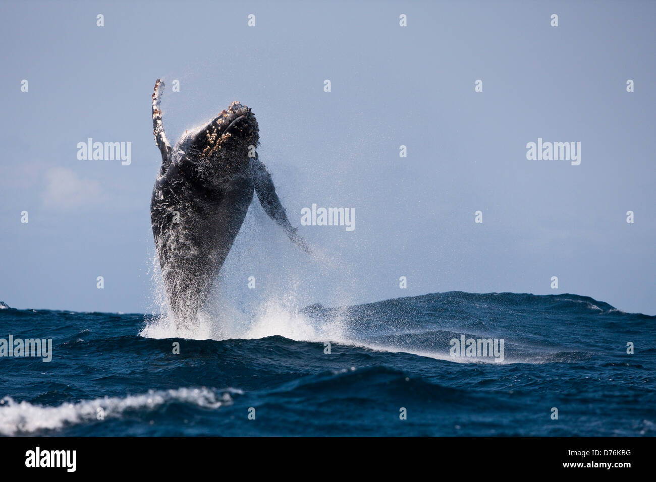 Violare Humpback Whale, Megaptera novaeangliae, Oceano Indiano, Costa Selvaggia, Sud Africa Foto Stock