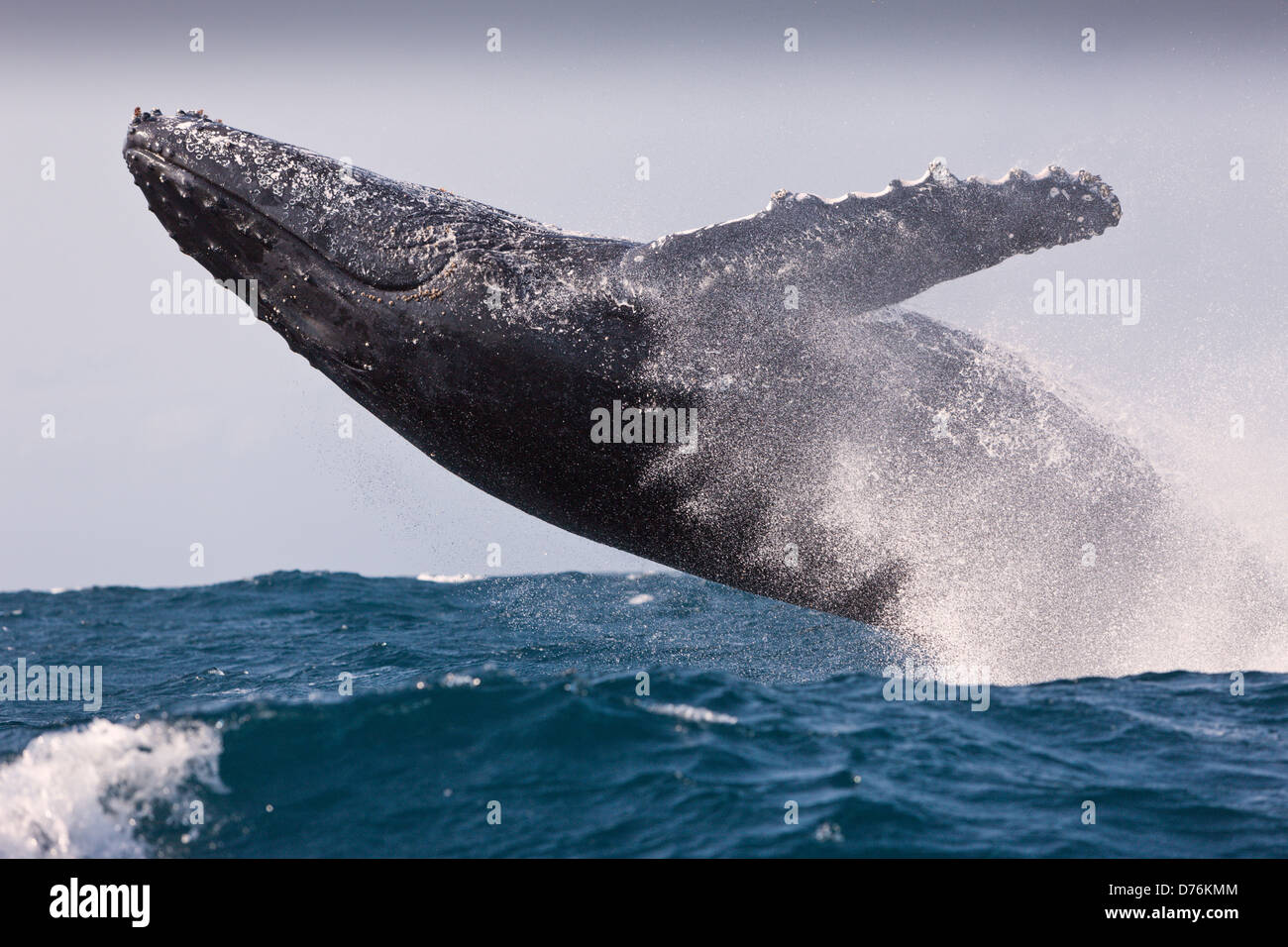 Violare Humpback Whale, Megaptera novaeangliae, Oceano Indiano, Costa Selvaggia, Sud Africa Foto Stock
