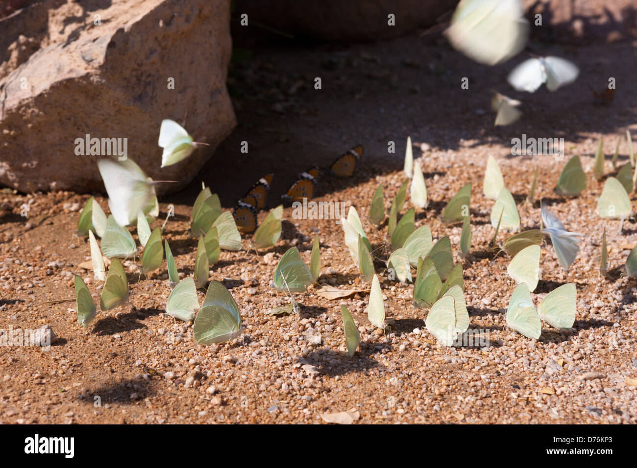 Gruppo di farfalle Tsisab Ravine Valley, Pieridae, Brandberg, Erongo, Namibia Foto Stock