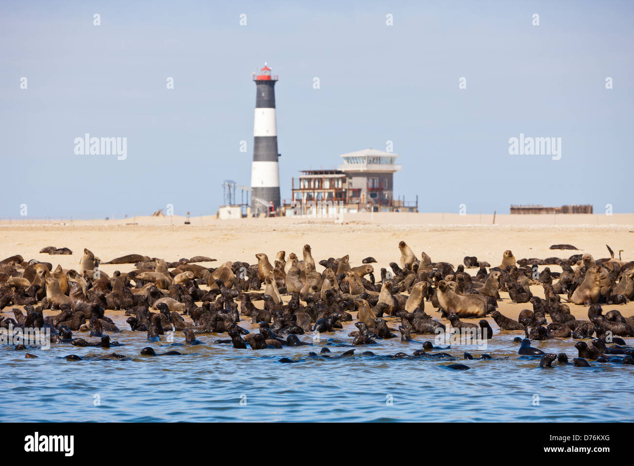 Capo le foche, Arctocephalus pusillus, Walvis Bay, Namibia Foto Stock