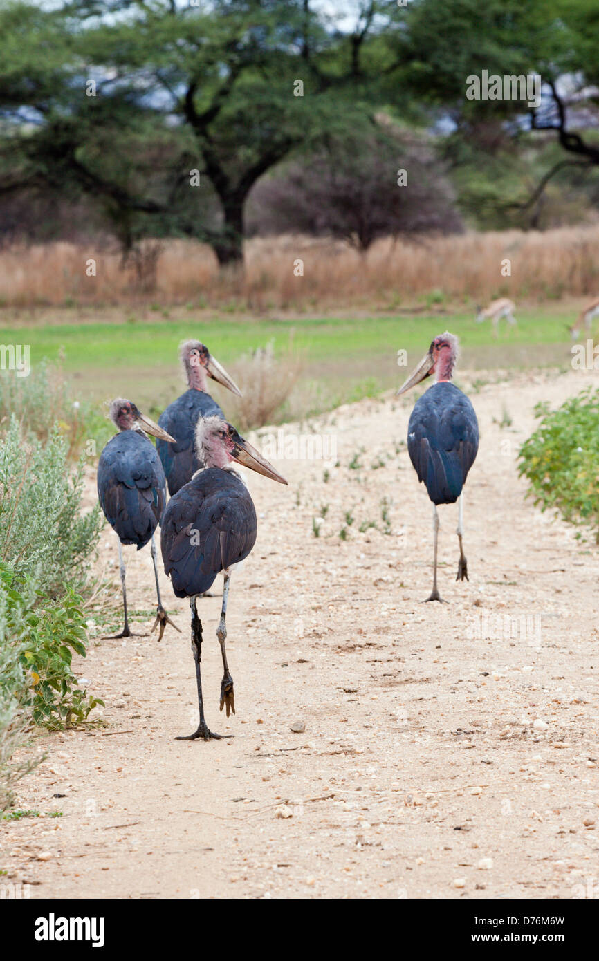 Gruppo di Marabou cicogne, Leptoptilos crumeniferus, Namibia Foto Stock