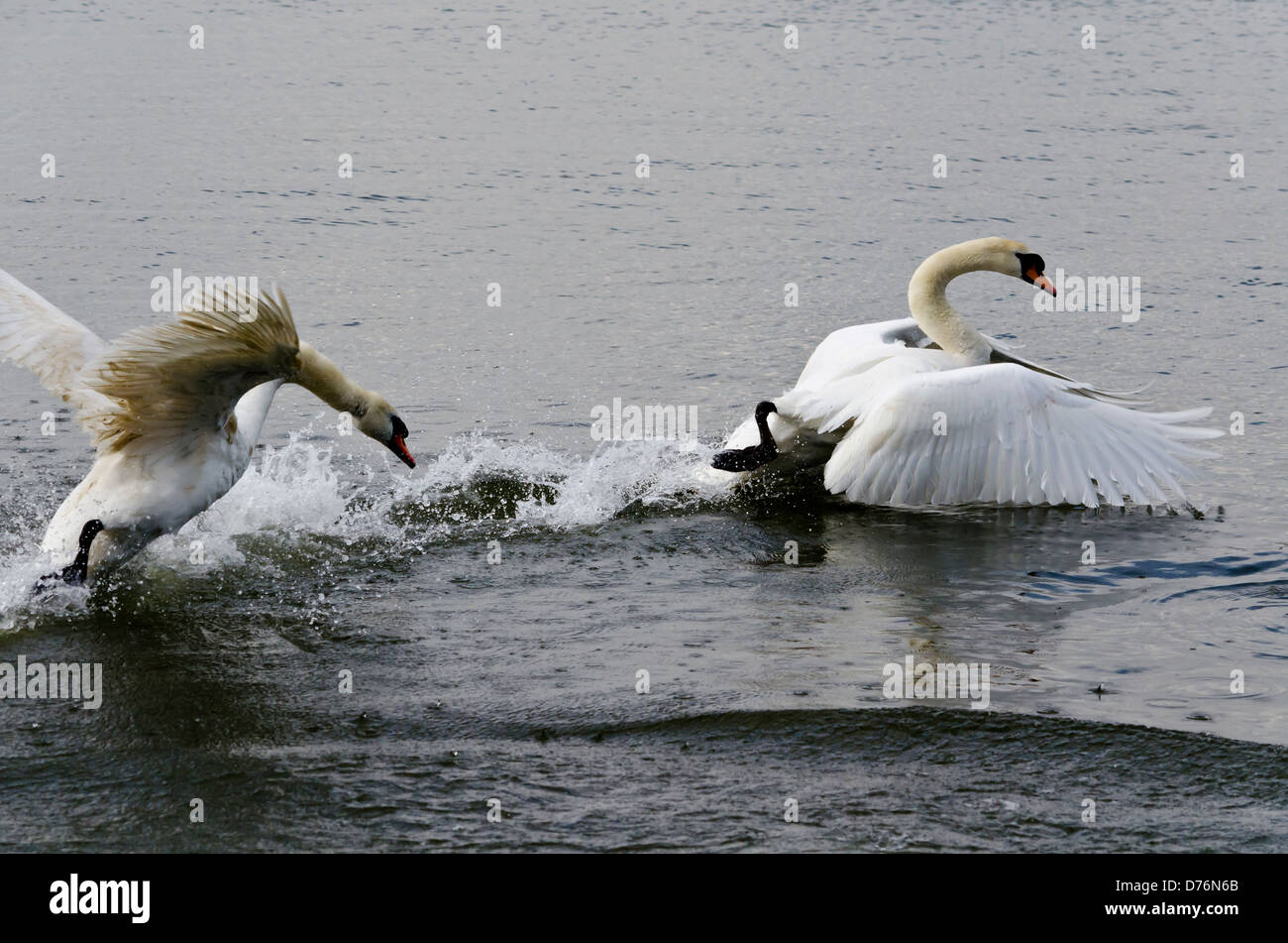 Cigni combattimenti sul fiume Foto Stock