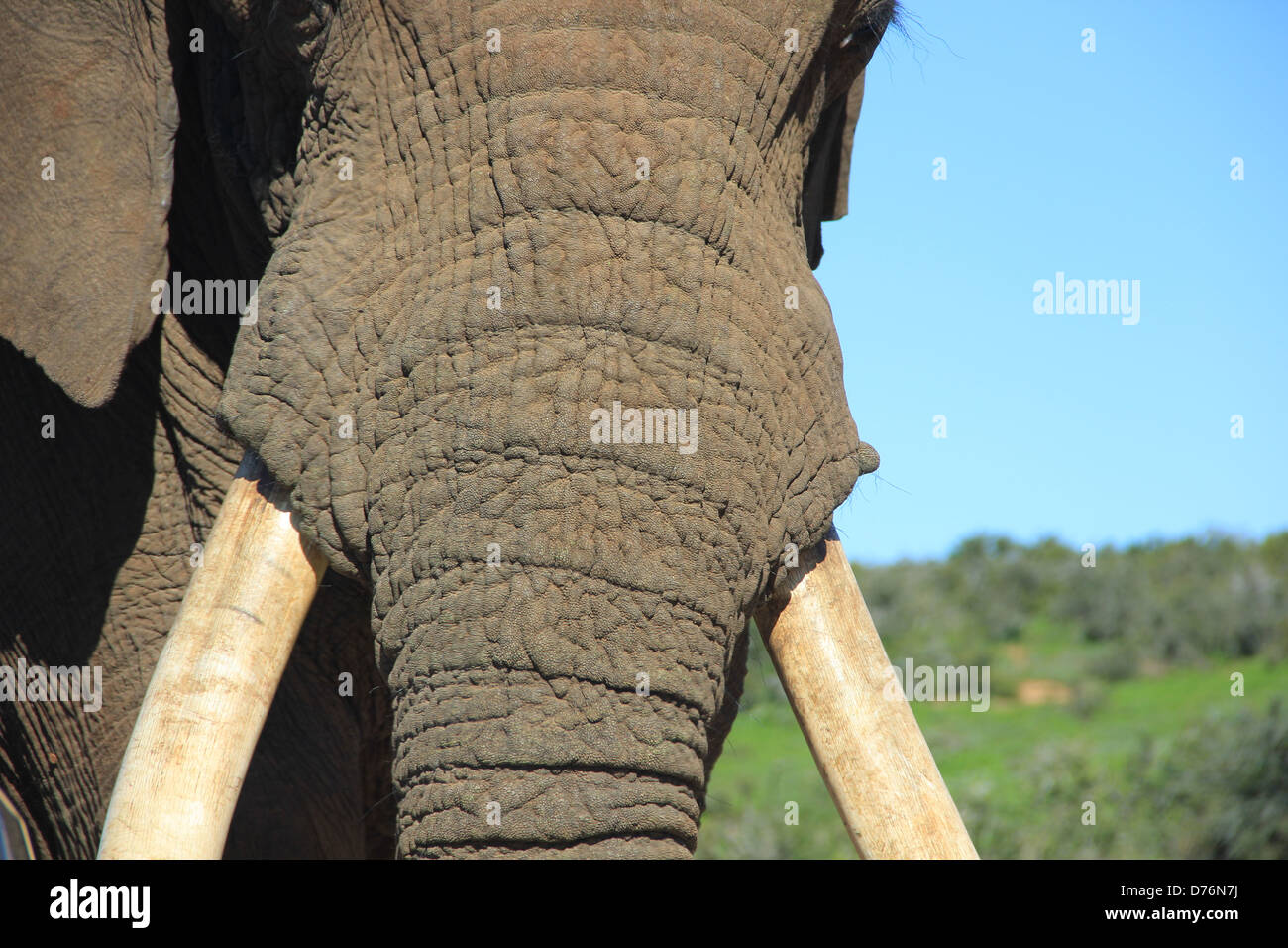 Un arrabbiato bull elephant diventa troppo vicino. Così vicino che la discoloriing delle sue zanne e la consistenza della sua pelle sono chiaramente visibile Foto Stock