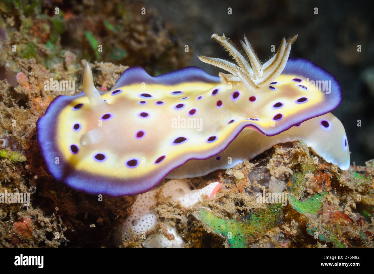 Chromodoris nudibranch, Lembeh strait, Sulawesi, Indonesia. Foto Stock