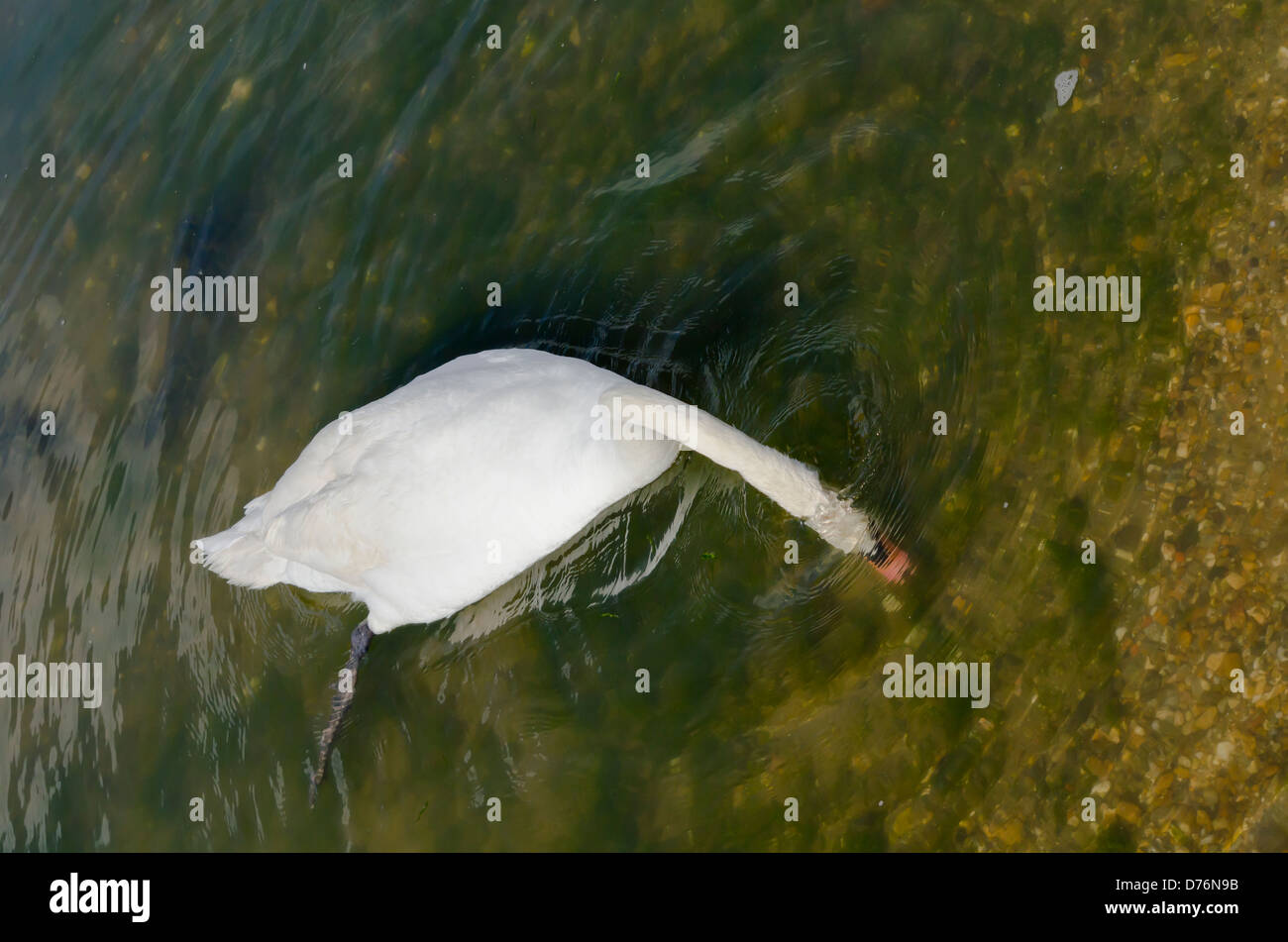 Swan con la sua testa sotto l'acqua Foto Stock