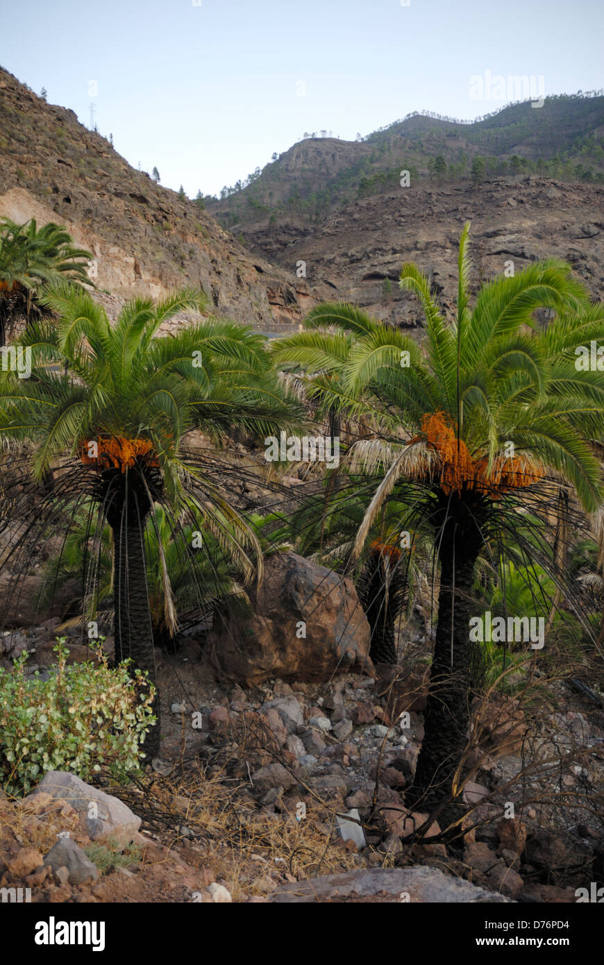Alberi di Palma con il tamarindo frutta ?? Tronchi bruciati da gravi incendi boschivi, Gran Canaria Foto Stock