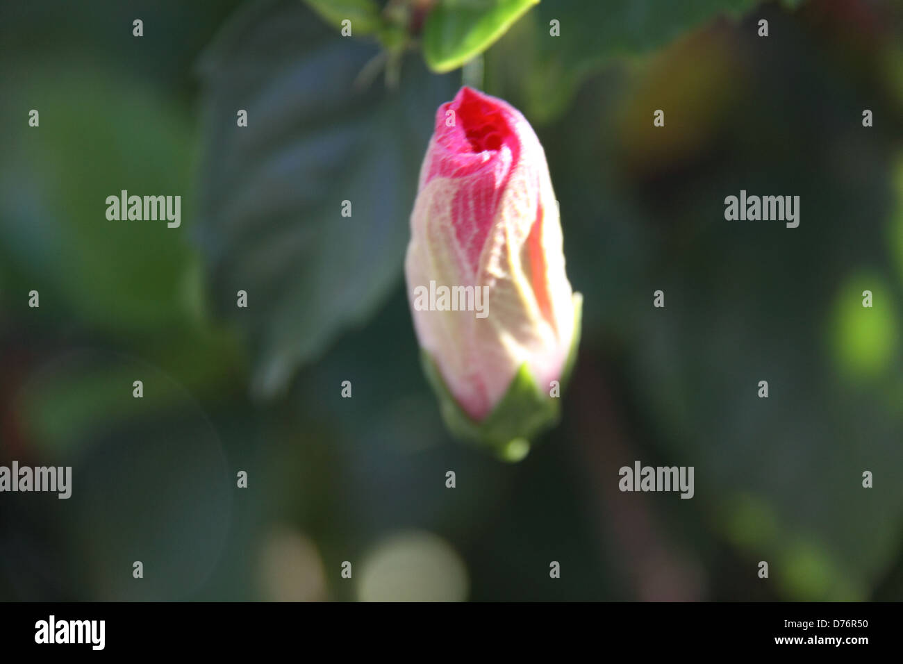 Chiuso Bud di ibisco rosa (Hibiscus Rosa-Sinensis) Foto Stock