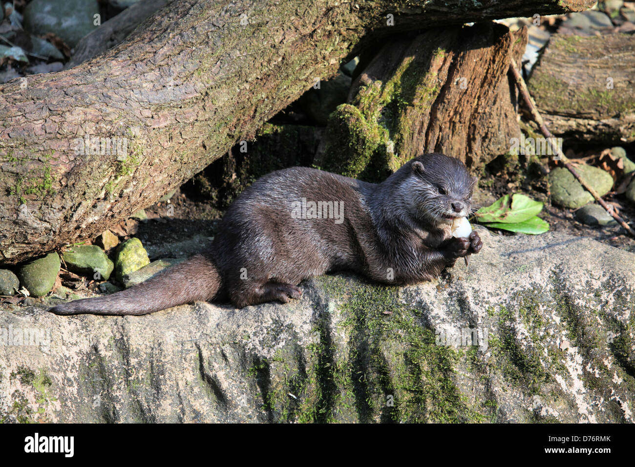 Asian Short-Clawed (o Small-Clawed) Lontra (Aonyx cinerea) mangiare pesce fresco alla guarnizione di tenuta della Cornovaglia Santuario, Gweek, Cornwall, Regno Unito Foto Stock