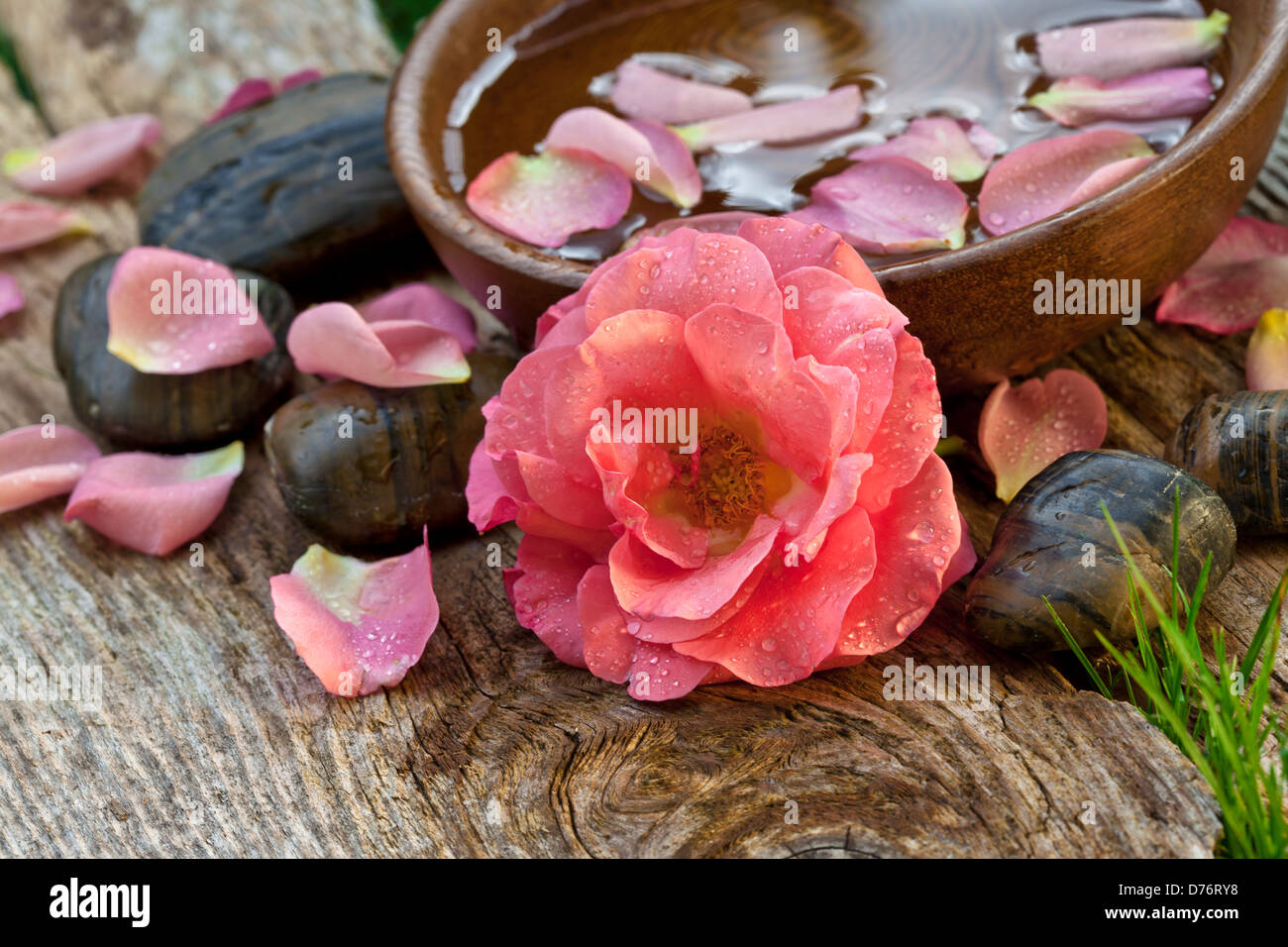 Fiore rosa con ciottoli zen Foto Stock