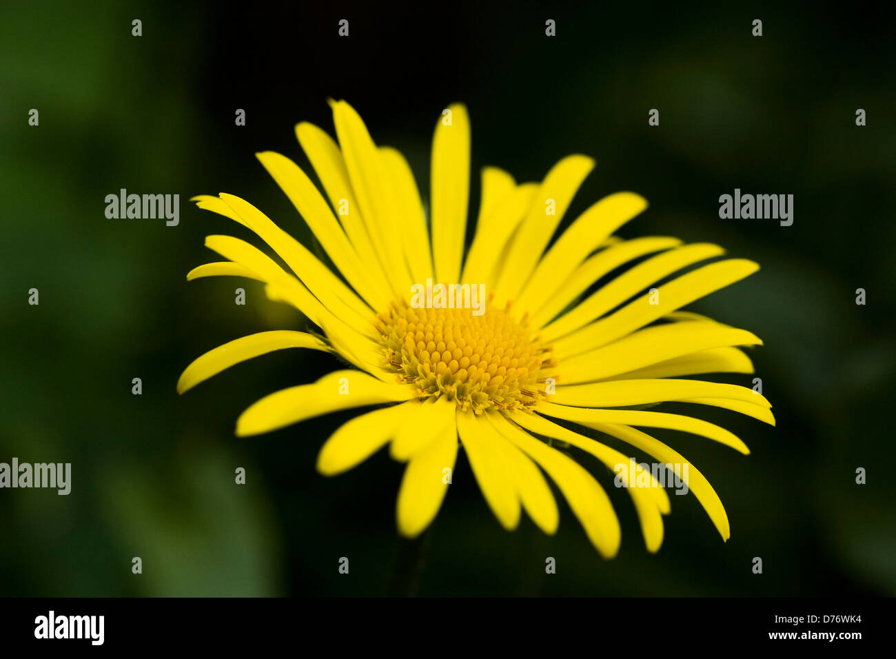 Doronicum orientale crescente di fiori in un giardino inglese. Leopard's Bane fiore. Foto Stock