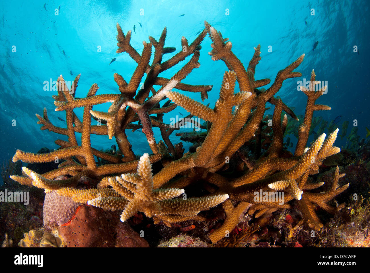 La Staghorn Corals Acropora cervicornis subacquei Penisola dello Yucatan in Messico Foto Stock