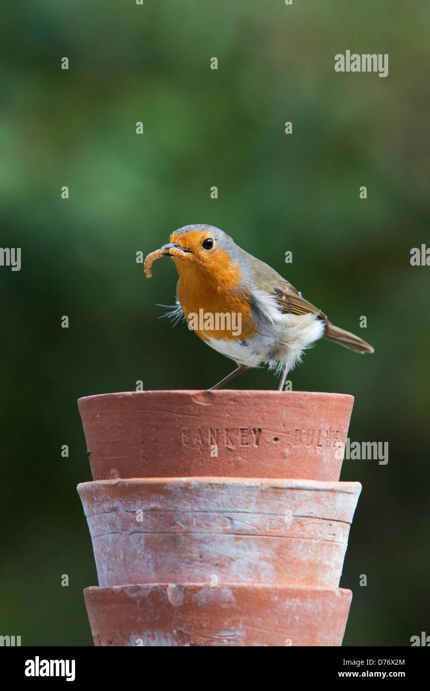 Robin con un mealworm su una pila di piccoli vasi per fiori Foto Stock