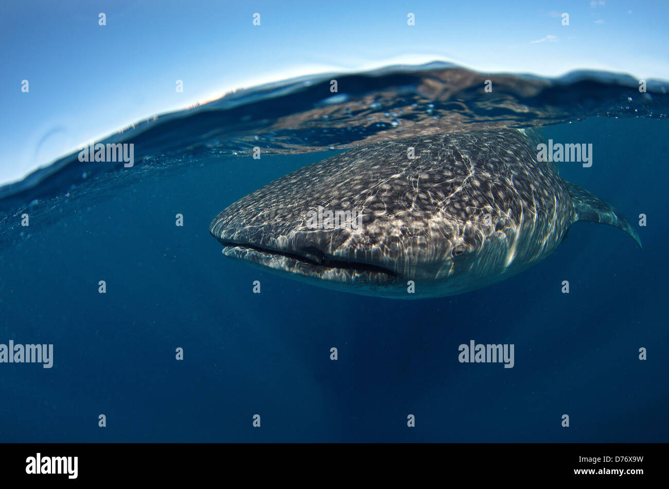 Messico Isla Mujeres squalo balena Rhincodon typus l'assorbimento di plancton in prossimità della superficie Foto Stock