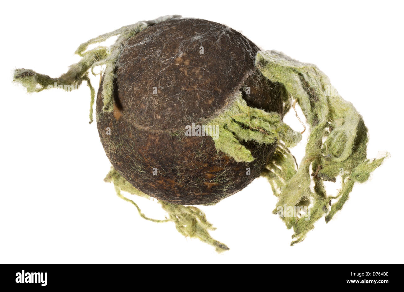 Molto vecchio e shredded palla da tennis Foto Stock