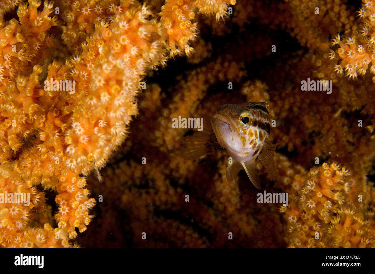 Messico Baja California mare Cortez Gold-Spotted sabbia Bass Paralabrax auroguttatus nuotare tra i coralli molli Foto Stock