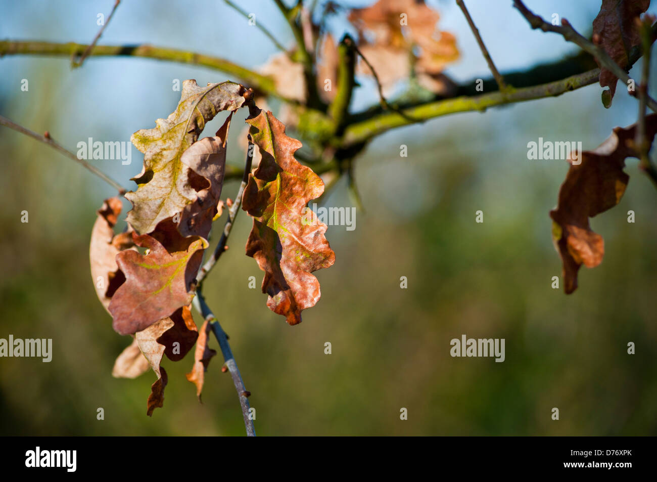 Brown morto a foglia di quercia Foto Stock