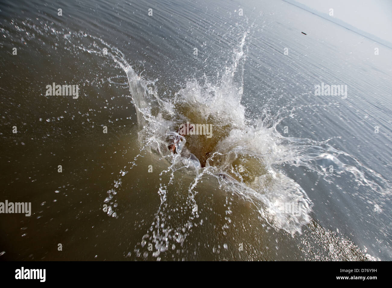 Un salto nel fiume Gange acqua con spruzzi di Varanasi, India Foto Stock