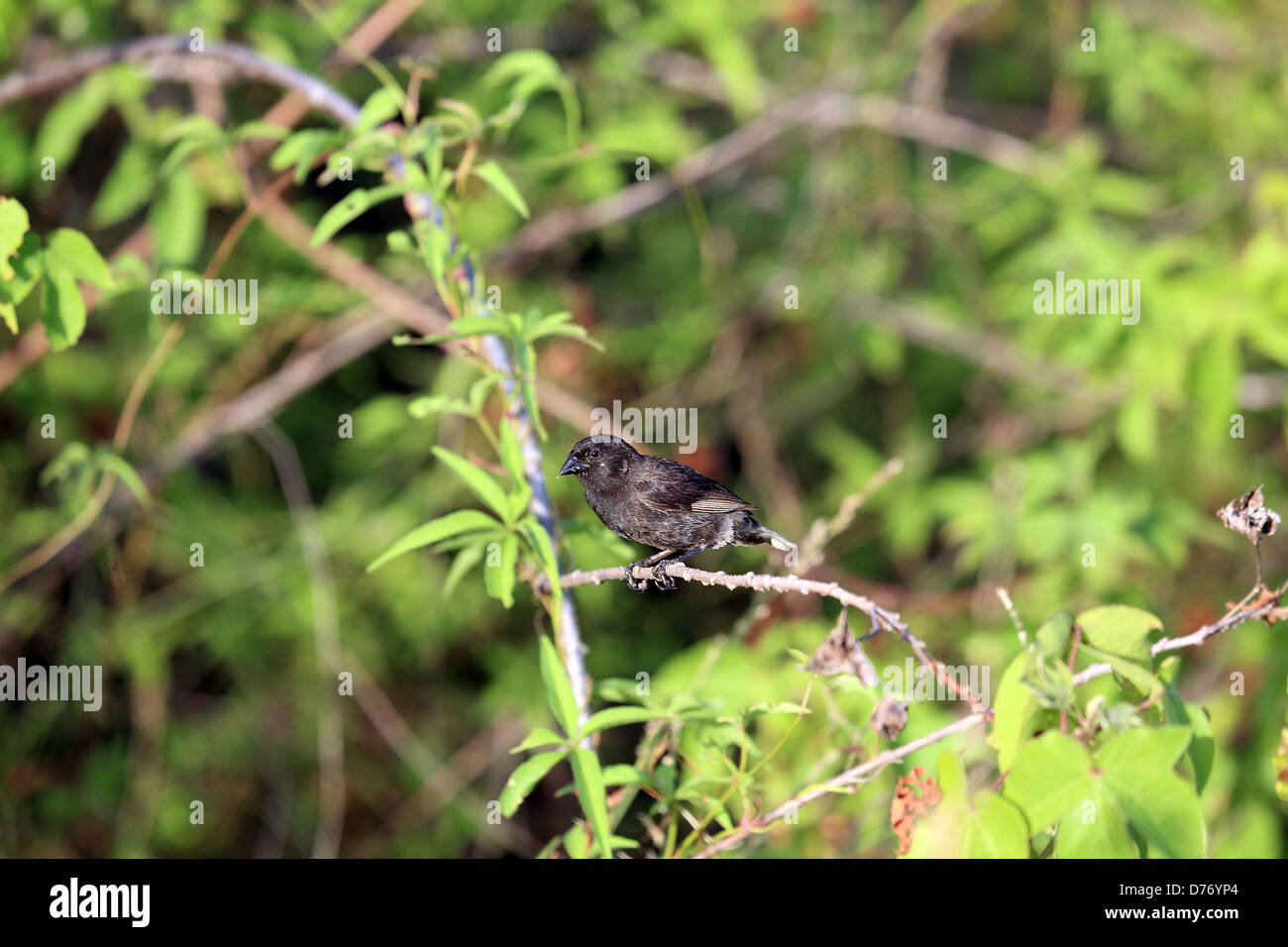 La massa media finch, Isole Galapagos Foto Stock