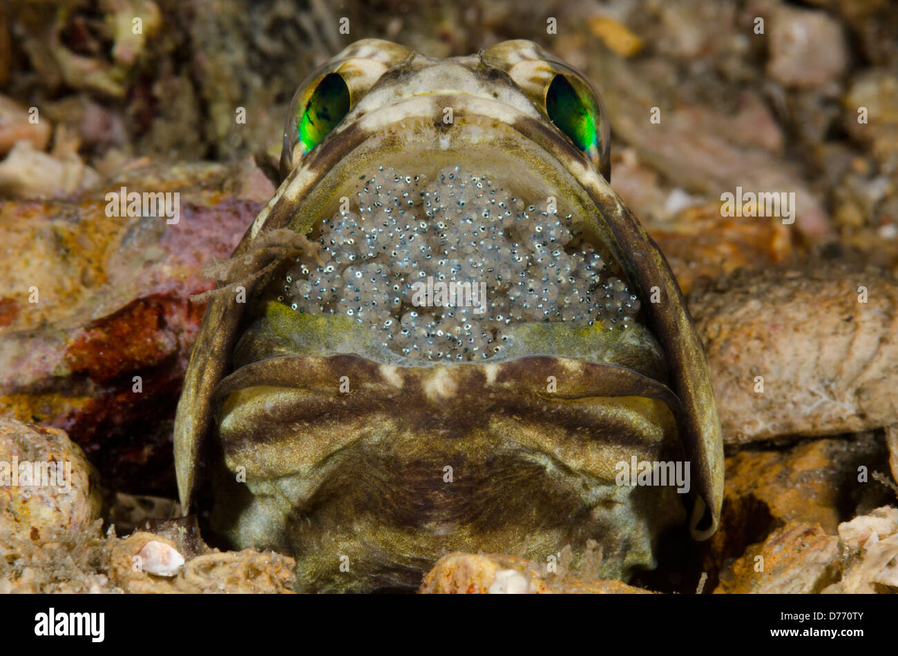 Un maschio jawfish schiuse le uova nella sua bocca Foto Stock