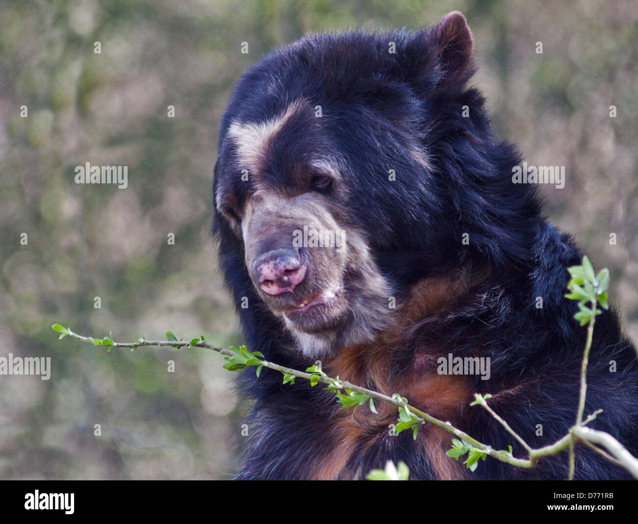 Spectacled Bear (Tremarctos ornatus) alimentazione sul ramoscello Foto Stock