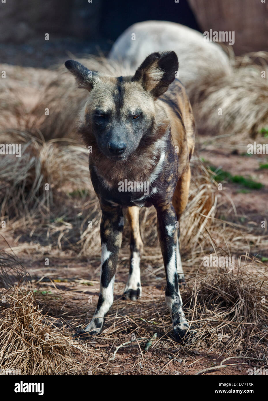 Dipinto africano cane (lycaon pictus) Foto Stock