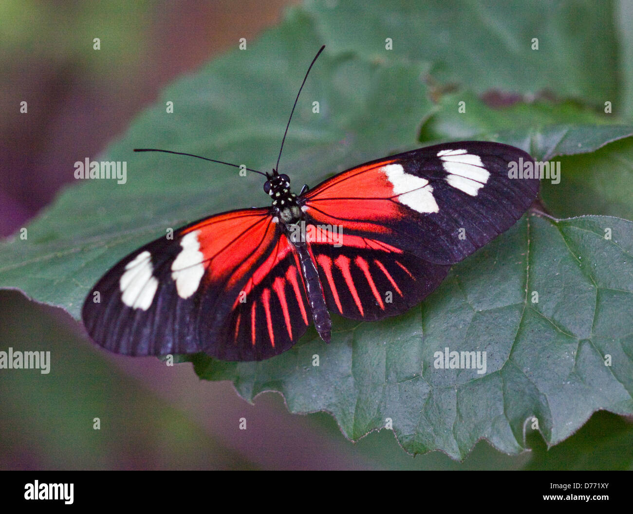 Portalettere Butterfly (heleconius melpomeme) Foto Stock