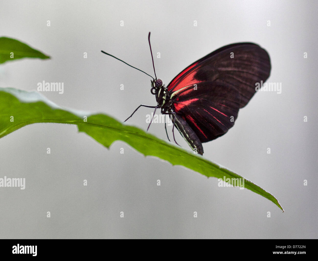 Portalettere Butterfly (heleconius melpomeme) Foto Stock