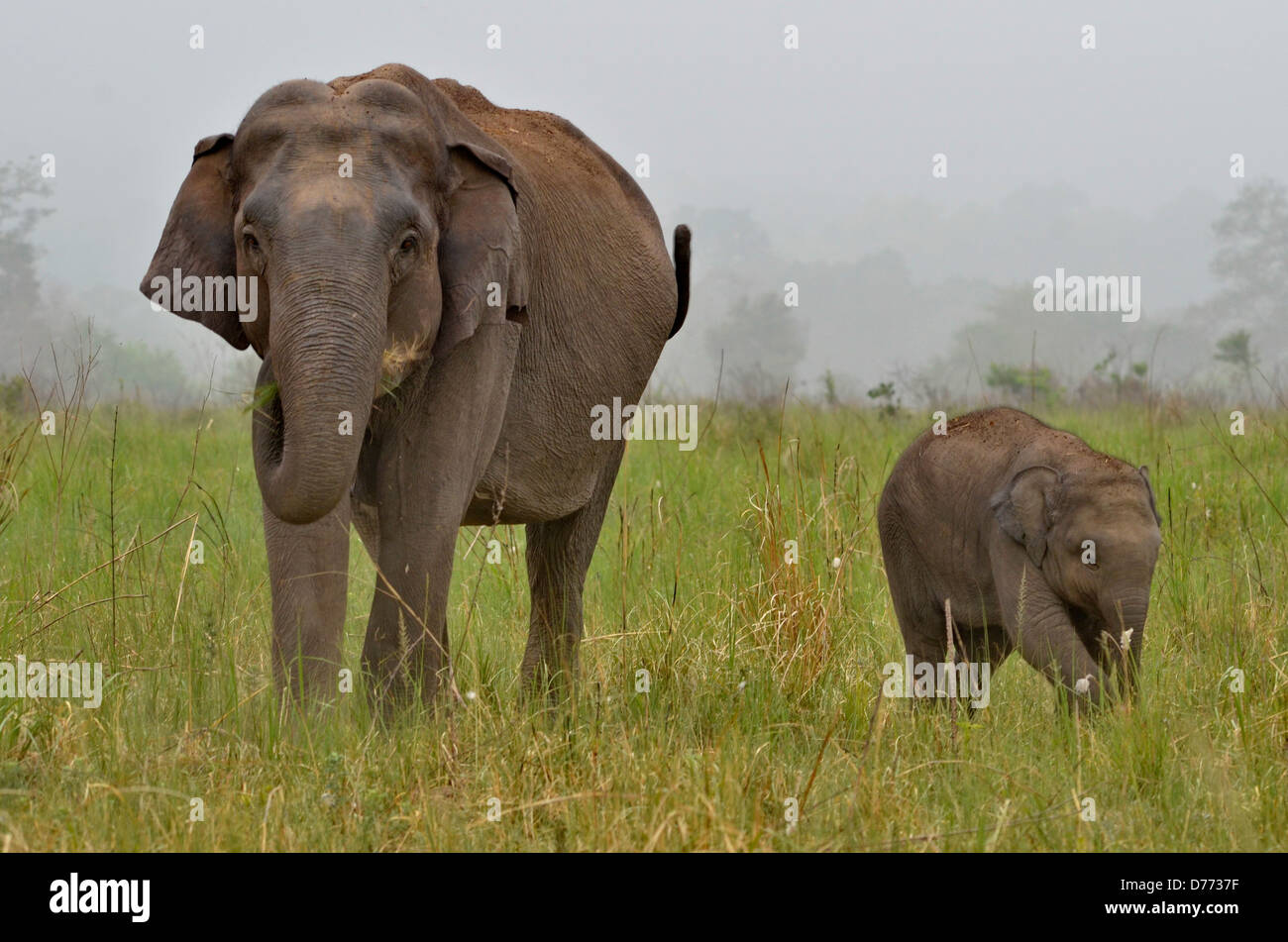 India elefante indiano (Elephas maximus madre con vitello Foto Stock