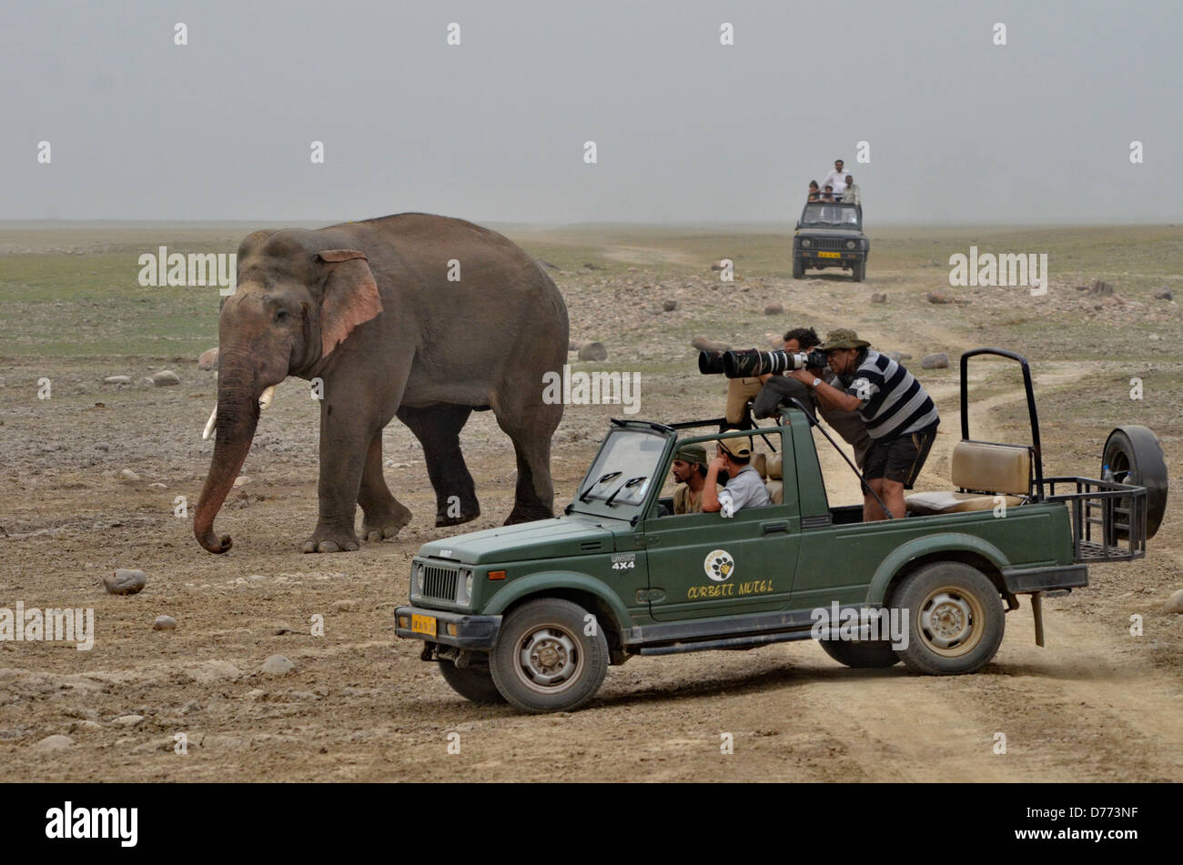 India Uttarakhand stato parco di cittadino di Corbett fuoristrada con fotografi vicino a Elephant Foto Stock