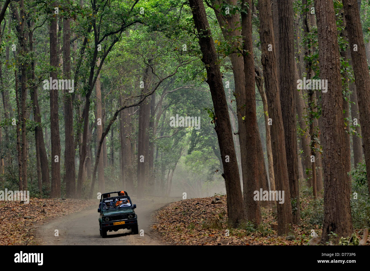 India Uttarakhand stato parco di cittadino di Corbett fuoristrada ride nella foresta Foto Stock