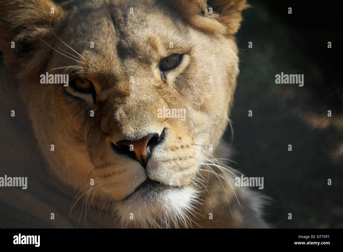 Leonessa a south lakes Wild Animal Park in Cumbria Foto Stock