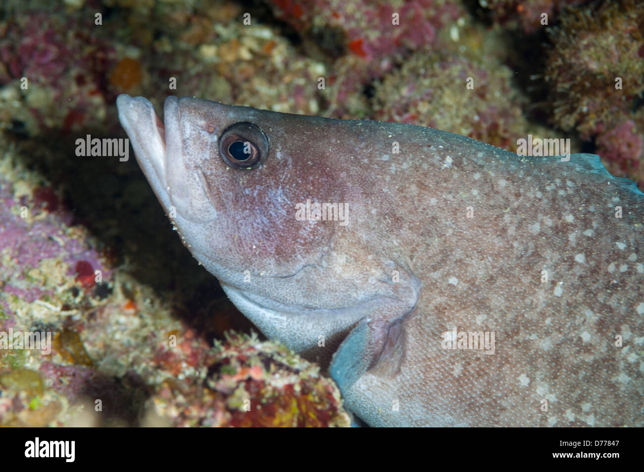 Profilo di una maggiore Soapfish giacente in corallo su una scogliera vicino a Roatan Island Honduras. Foto Stock