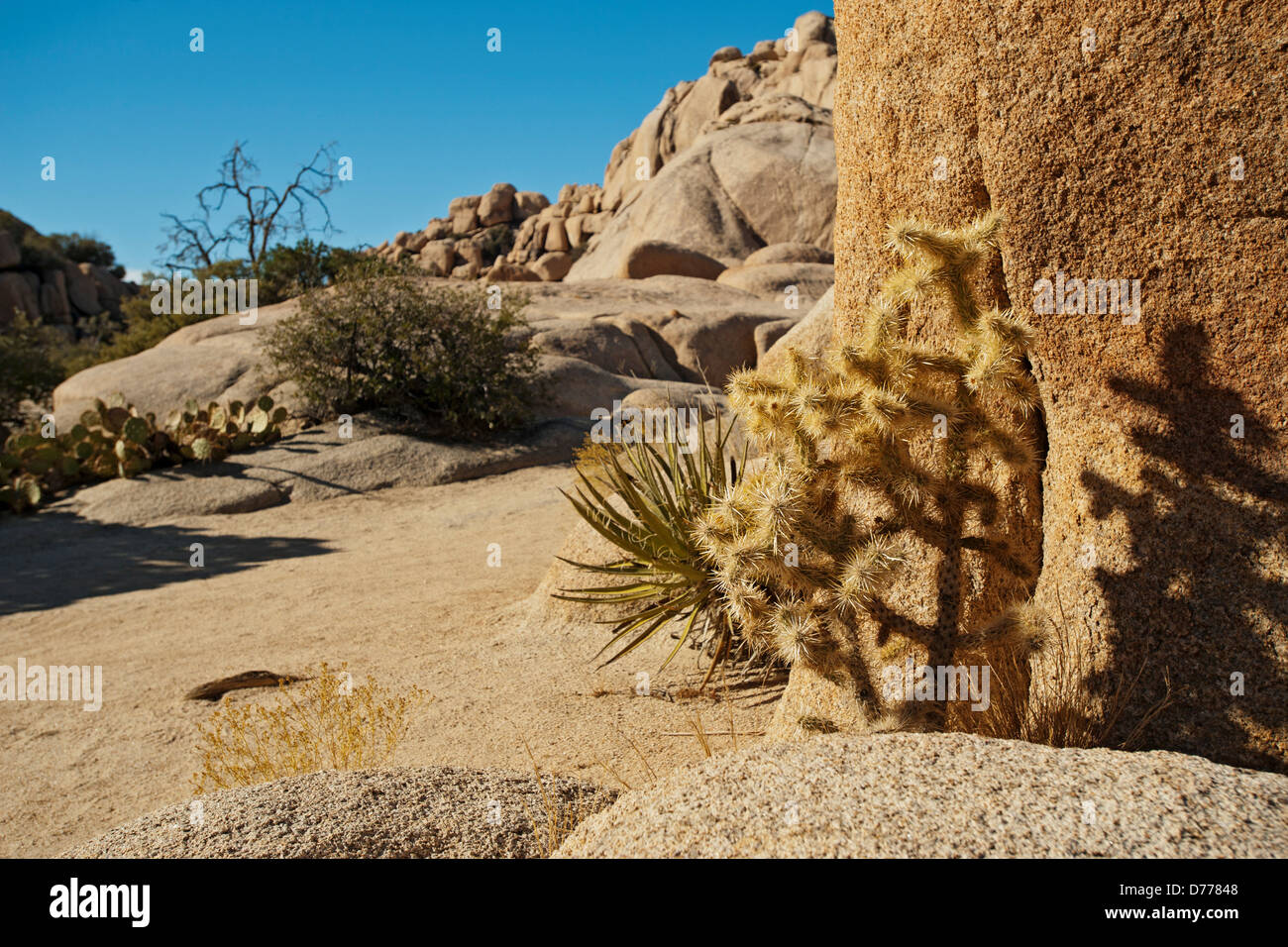 Cholla Cactus cresce in crepe nella formazione di roccia Foto Stock
