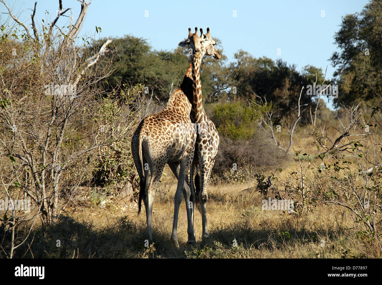Giraffe Couple a Khwai River, Botswana Foto Stock