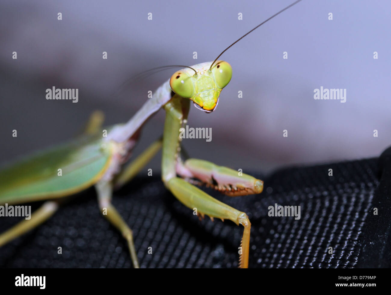 Mantide Religiosa Close-up, Manado, Indonesia Foto Stock