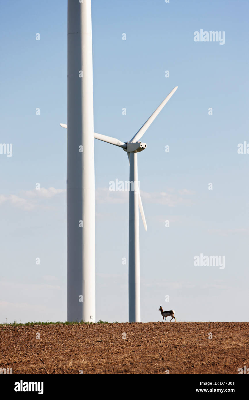 Pronghorn sopraffatte da grandi turbine eoliche Foto Stock
