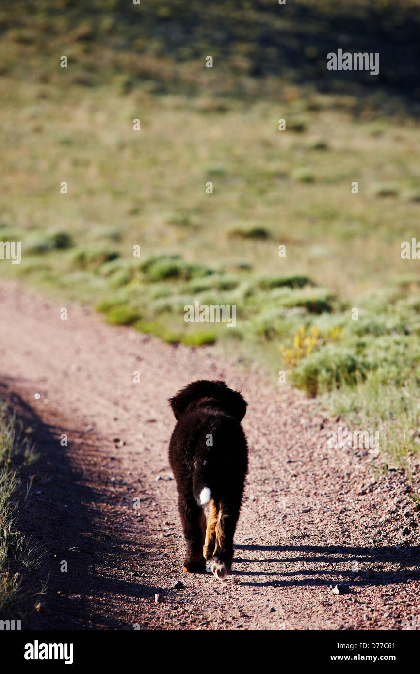 Bovaro del Bernese cucciolo in esecuzione su strada di campagna Colorado Foto Stock