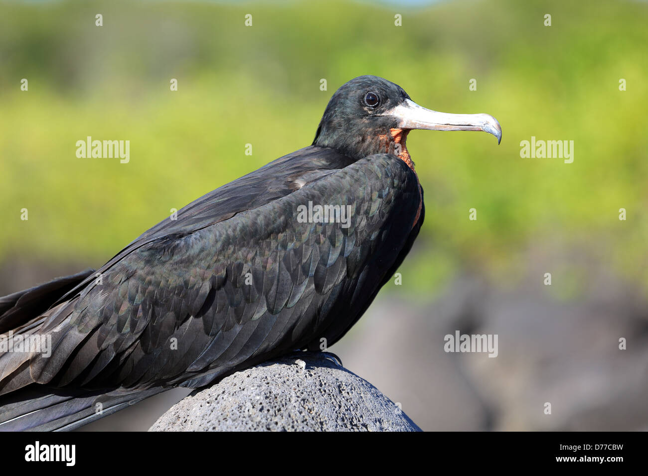 Magnifica Frigate Bird poggiante sulla roccia vulcanica, Isole Galapagos Foto Stock