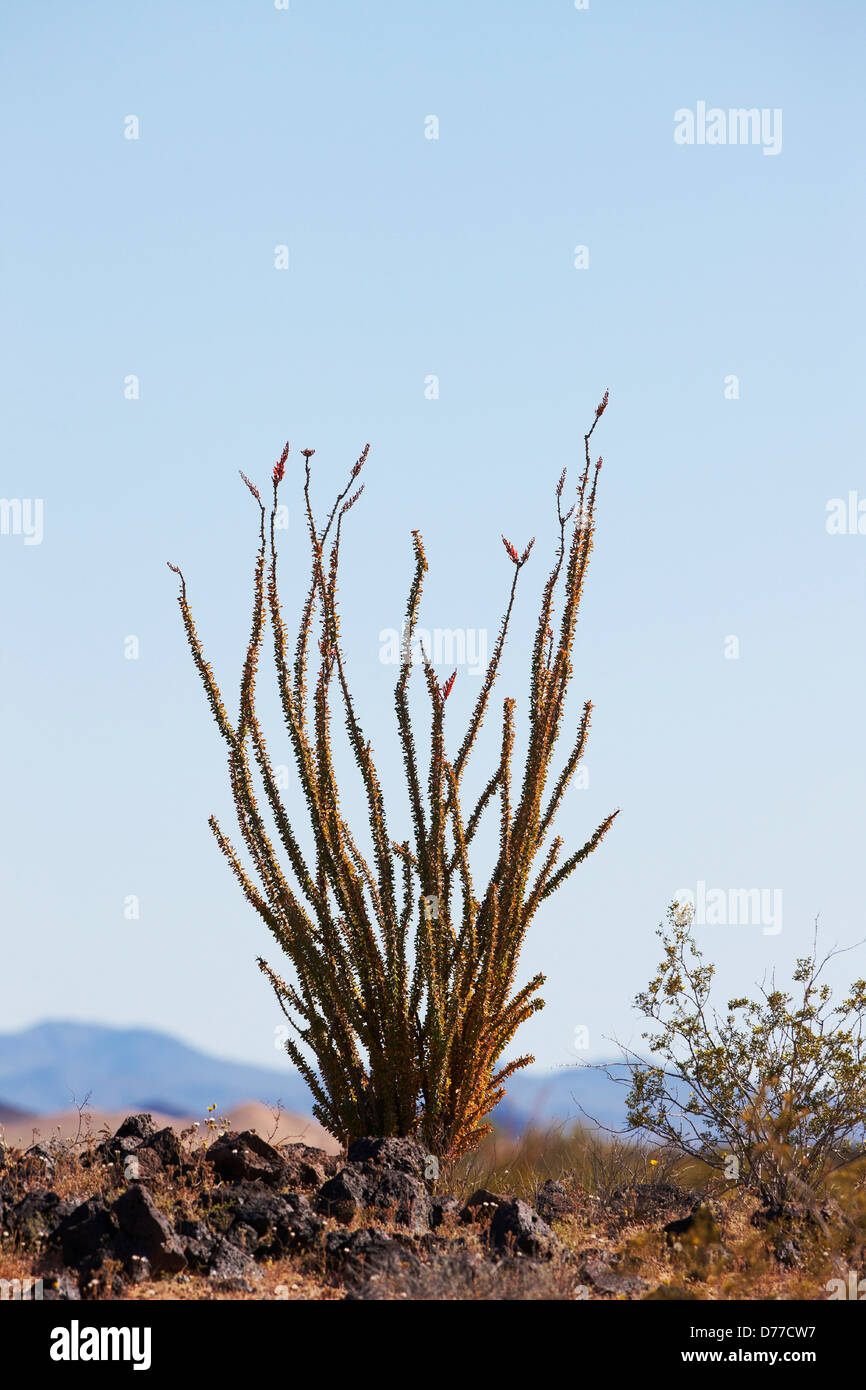 Blooming Ocotillo Fouquieria splendens Arizona meridionale Foto Stock