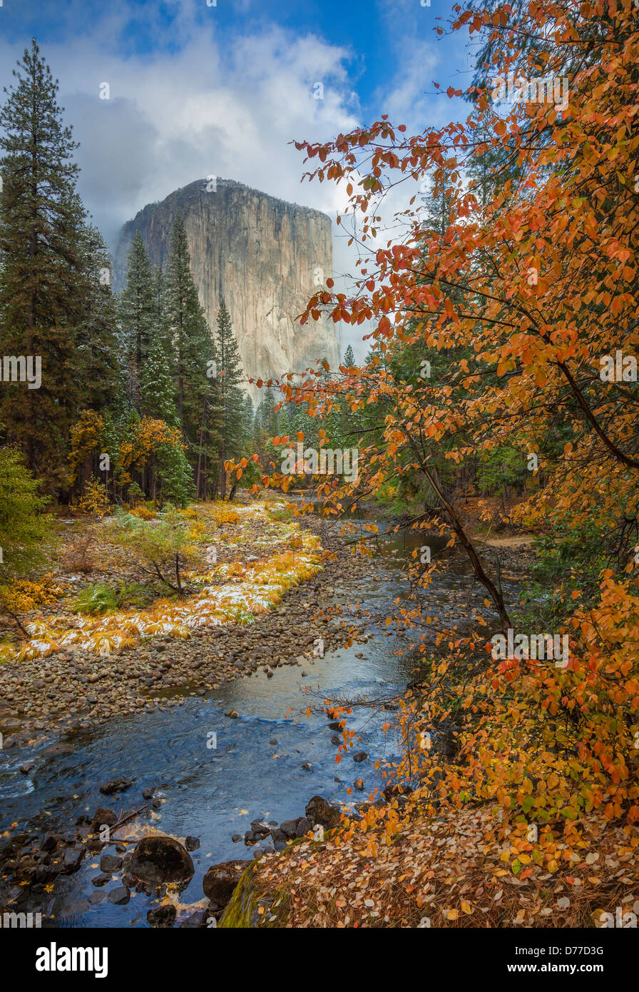 Parco Nazionale di Yosemite, CA; una vista di El Capitan lungo il fiume Merced con un sanguinello in autunno a colori. Foto Stock